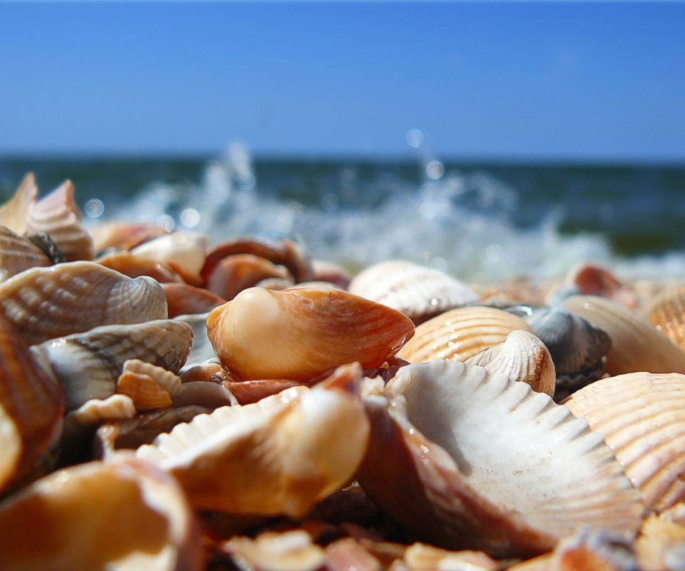 Морские ракушки обои