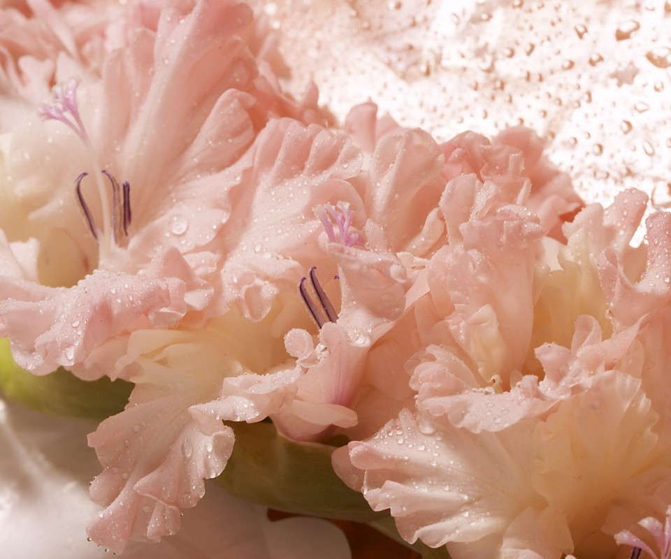 Гладиолус обои