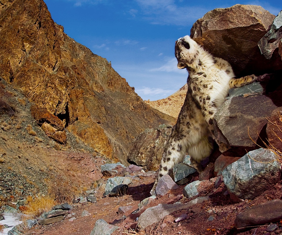 Барс чешется о камни обои