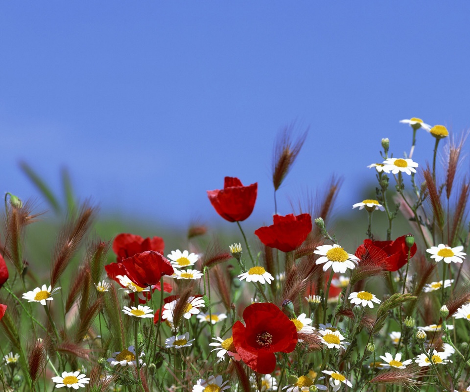 Цветы в поле обои