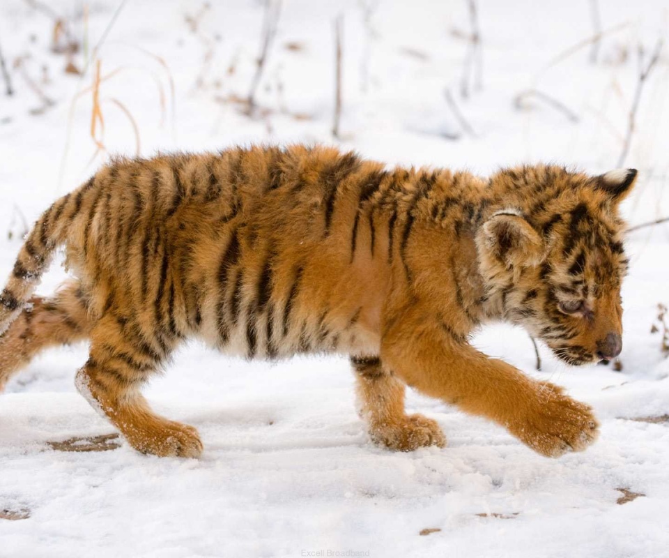 Тигренок на снегу обои