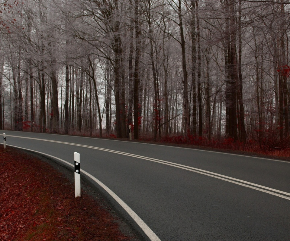 Дорога в осеннем лесу обои