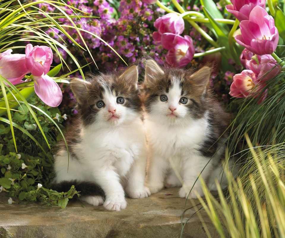 Котята в цветах обои