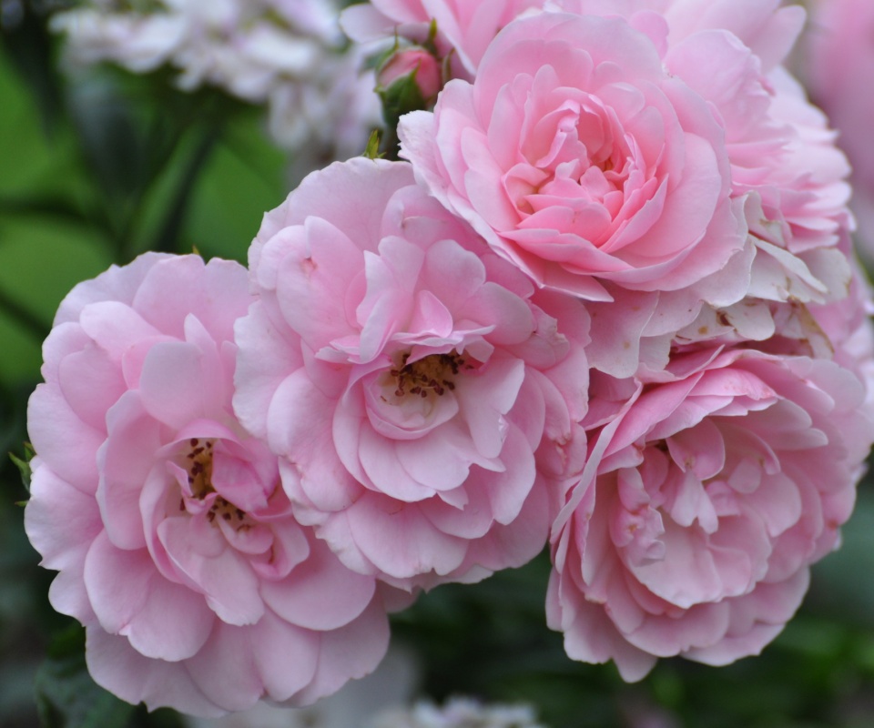 Розовые цветы обои