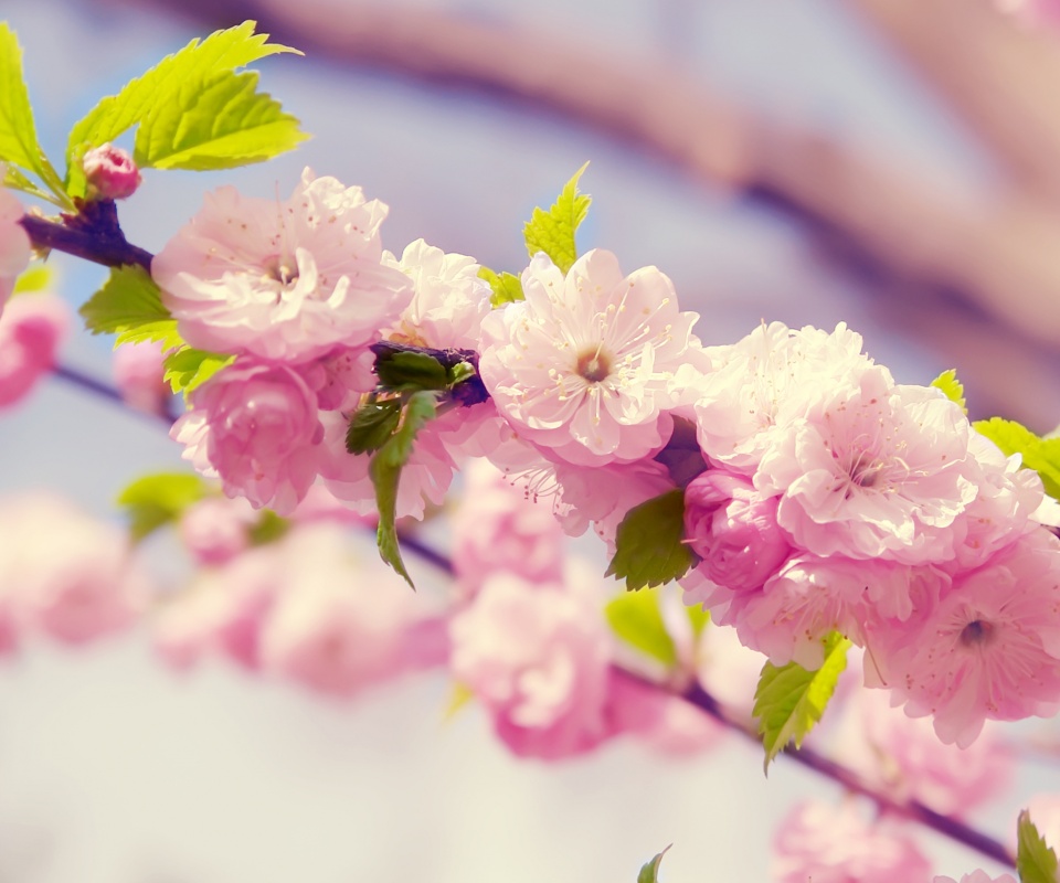 Ветка с цветами обои