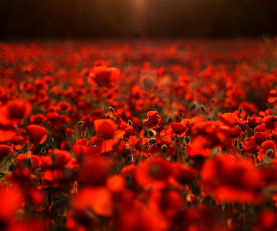 Маки в полях обои