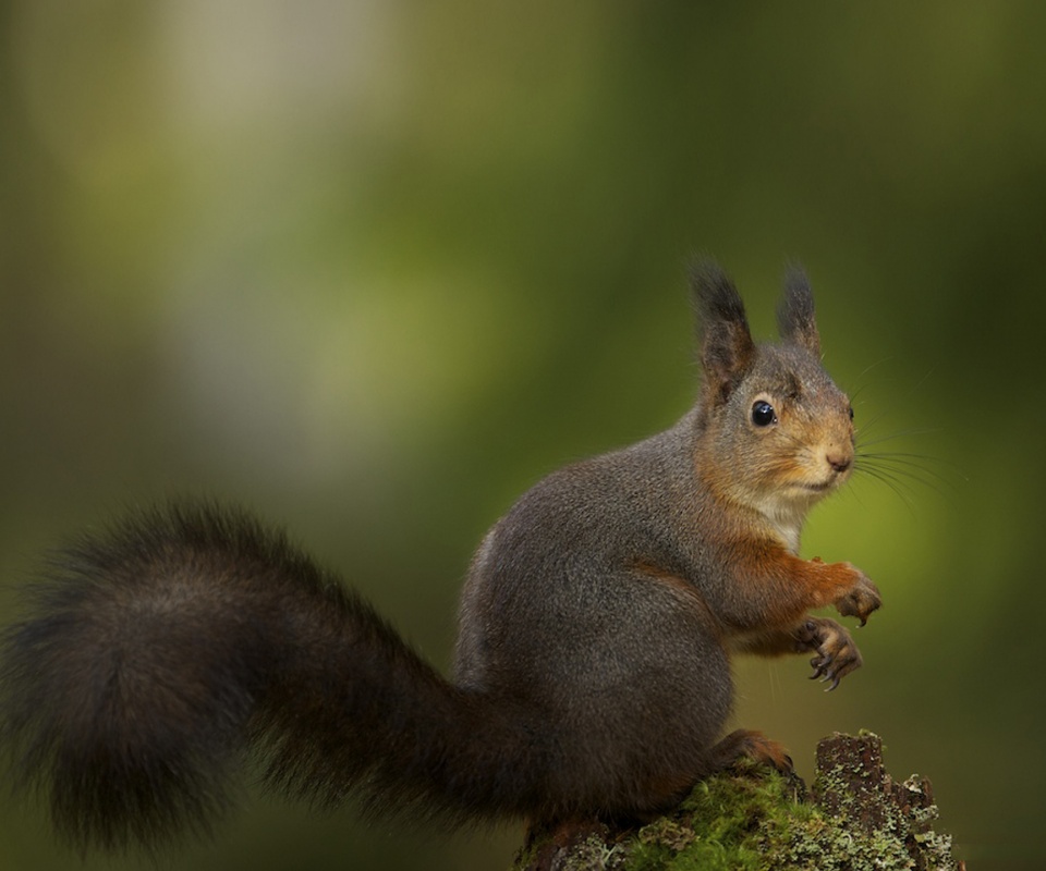 Белку застали врасплох обои