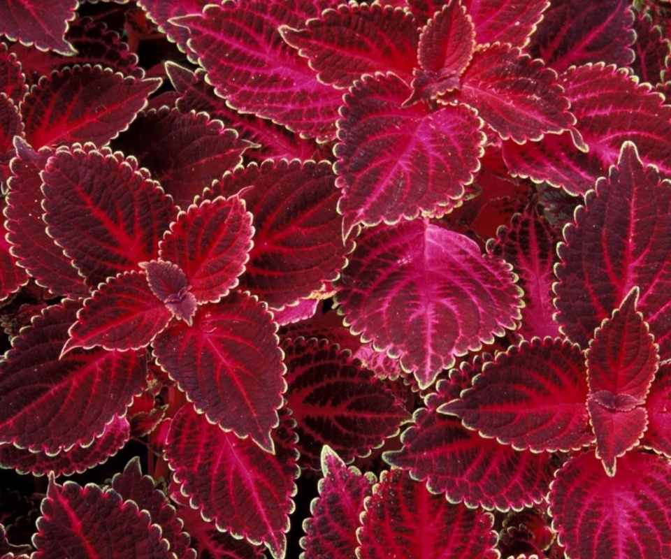 Красные листья обои