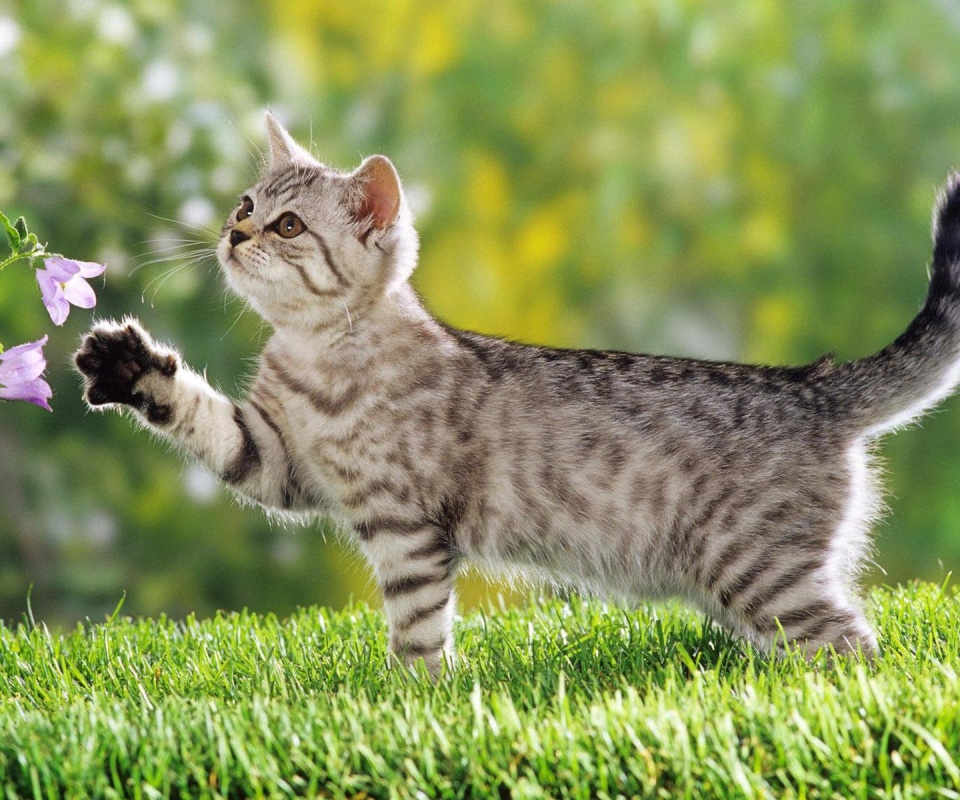 Котенок играет с цветами обои