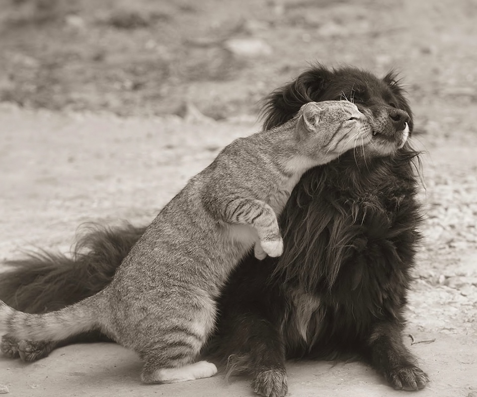 Поцелуй кошки и собаки обои