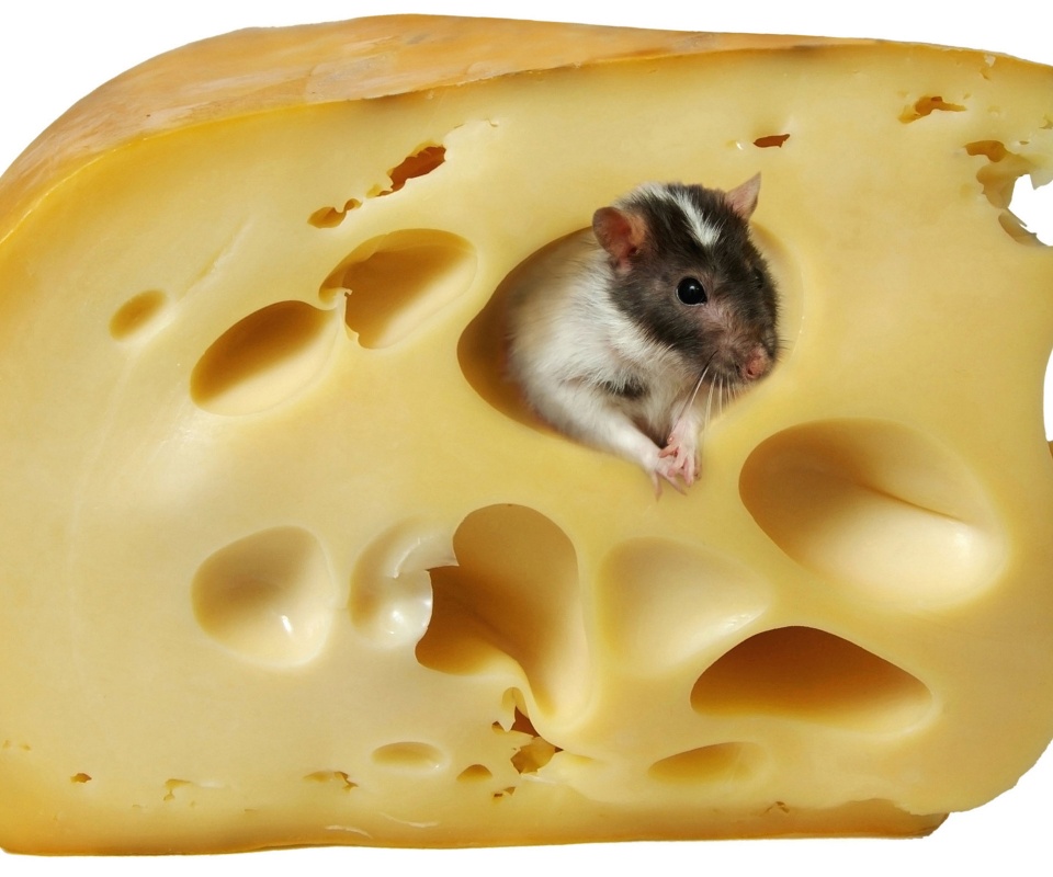 Мышка в сыре обои