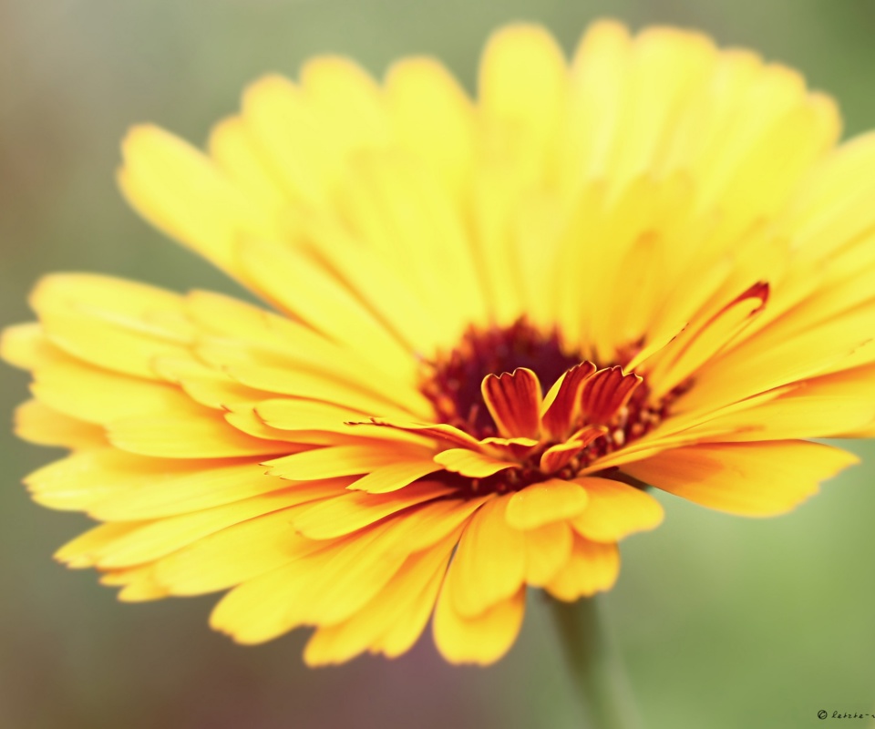 Желтый гербер обои