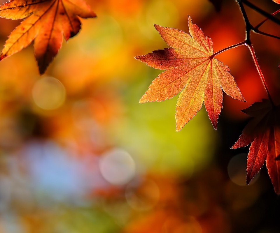 Осенние листья обои