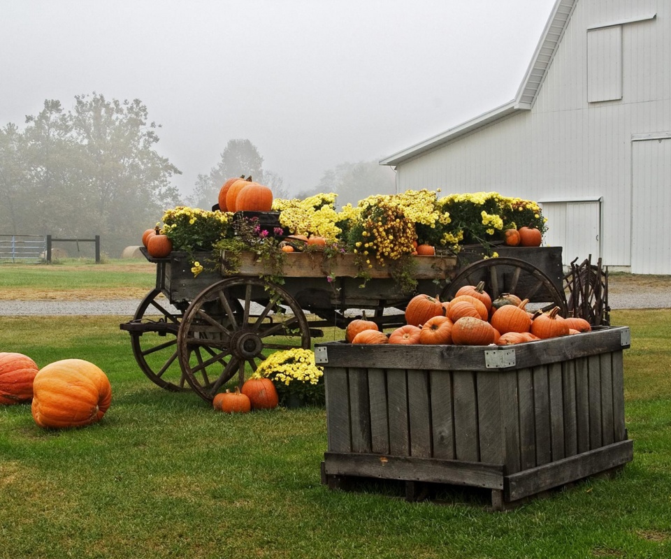 Урожай тыков обои