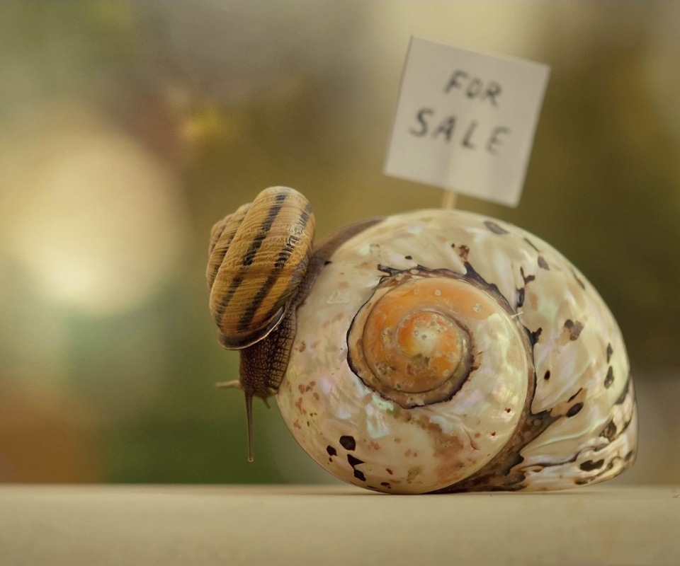 Улитка приматрвиает новый дом обои