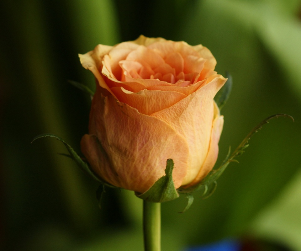 Бежевая роза обои