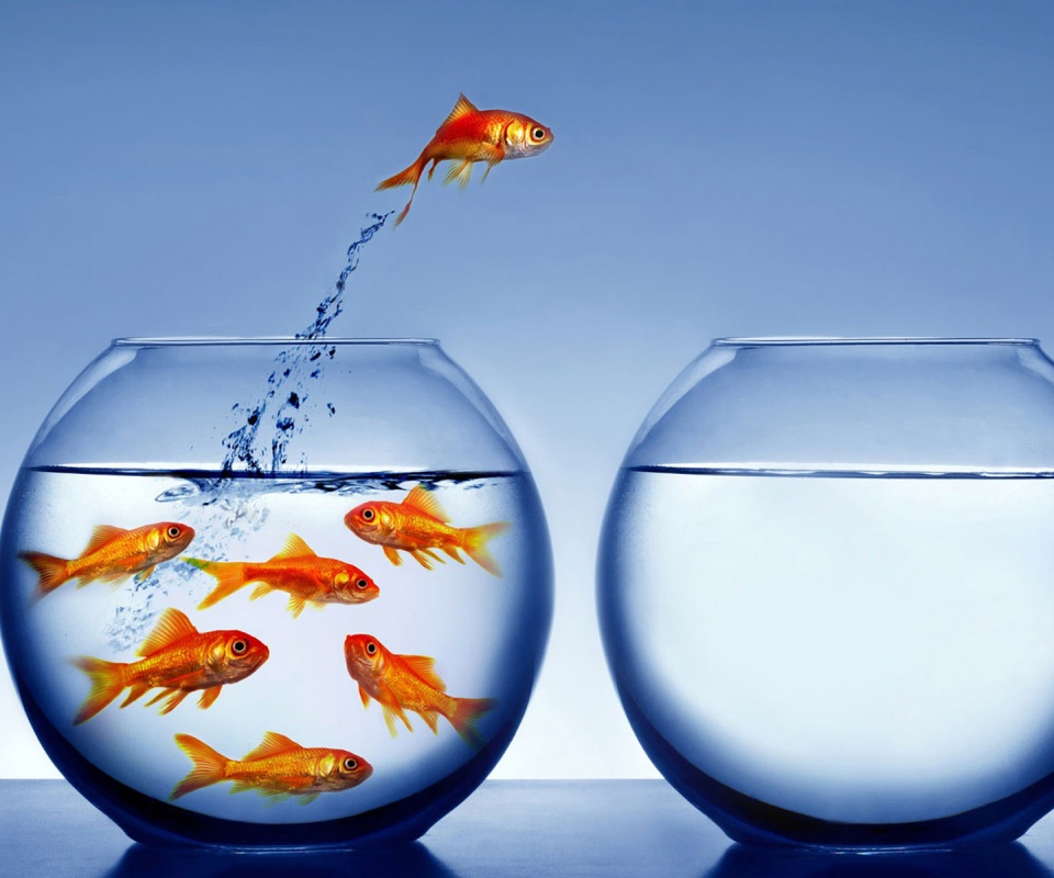 Побег рыбки обои