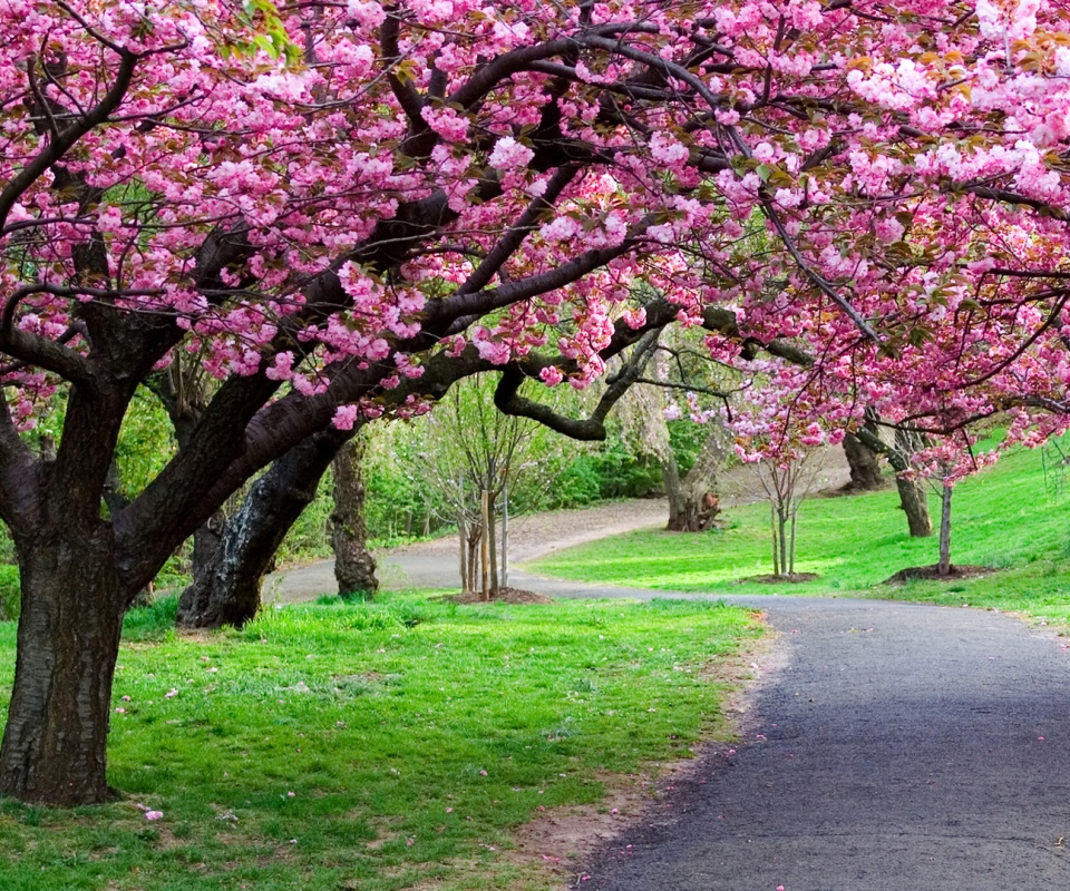 Дорожка между деревьями обои