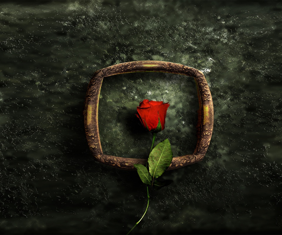 Роза на картинной раме обои