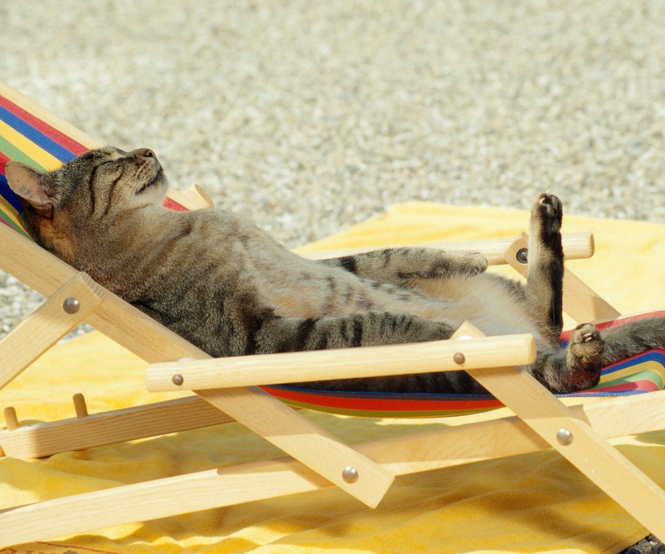 Кот в отпуске обои