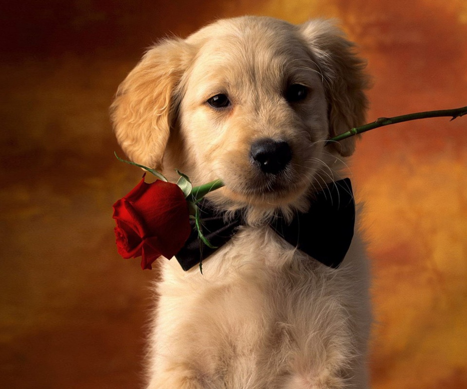 Щенок с розой в зубах обои