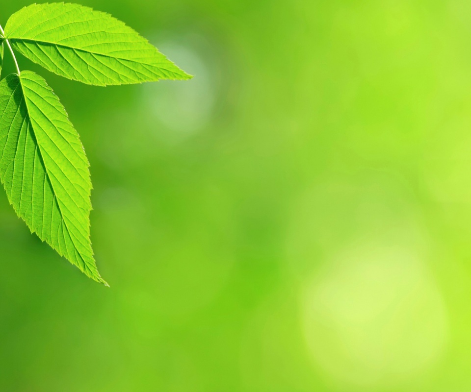 Два листа обои