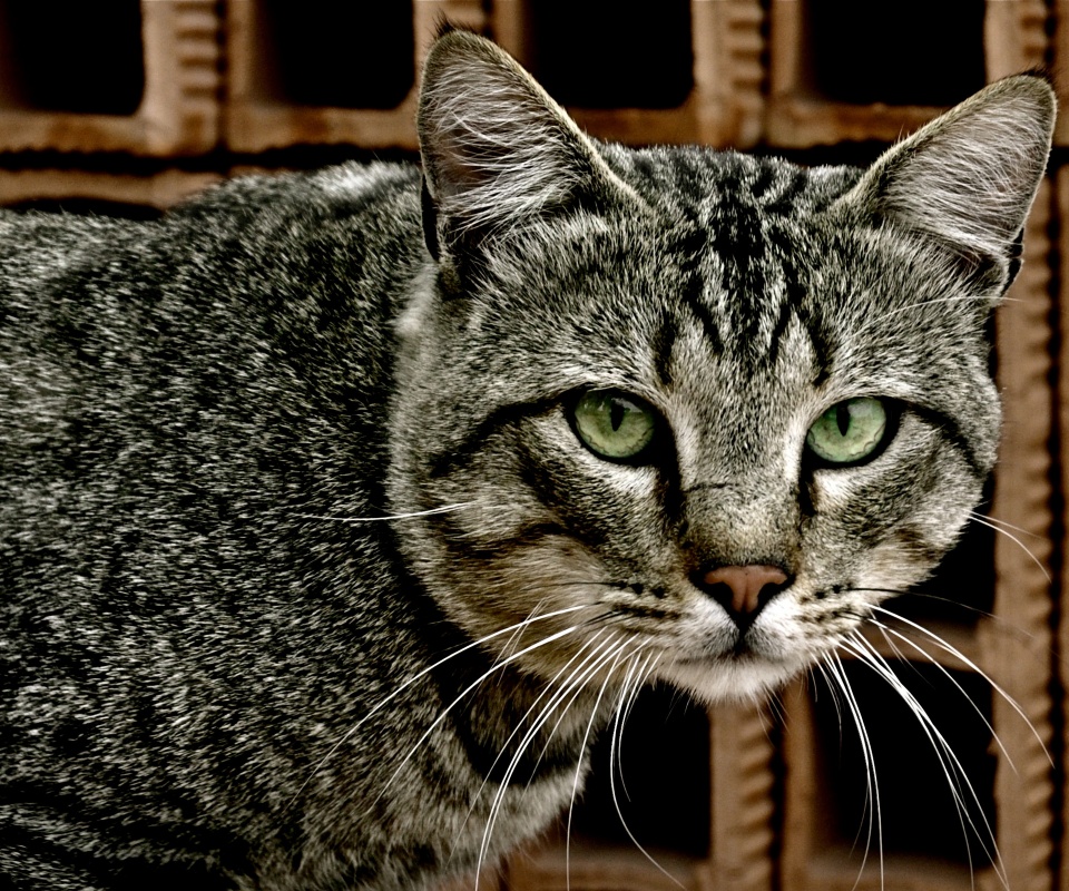 Зеленоглазый кот обои