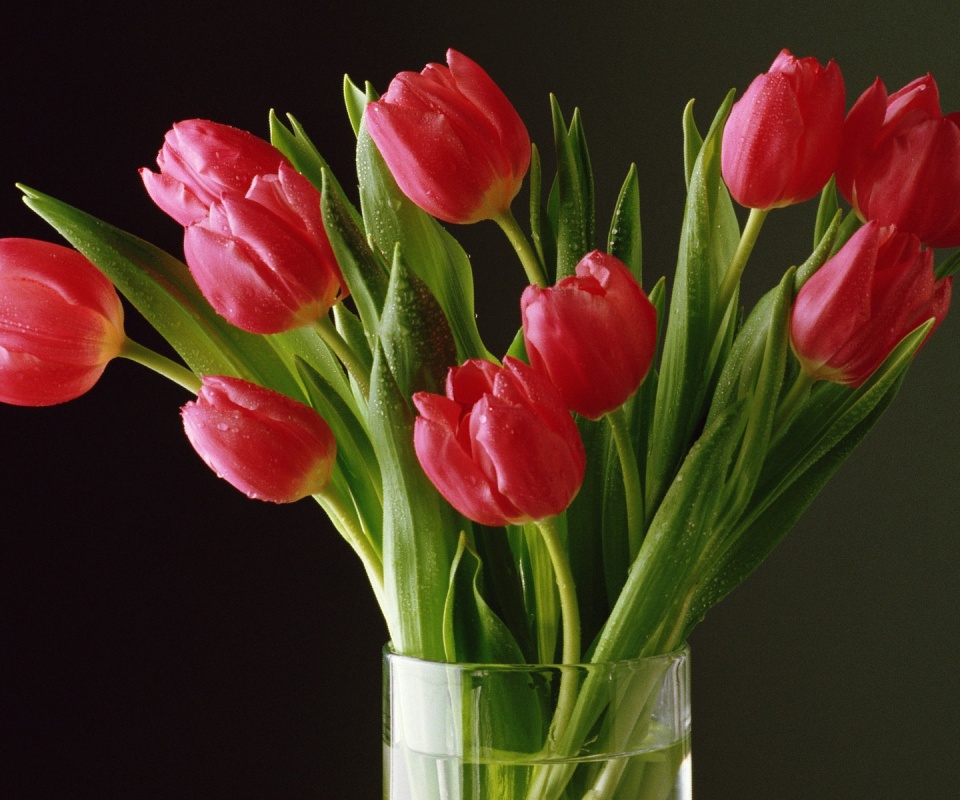 Букет тюльпанов обои