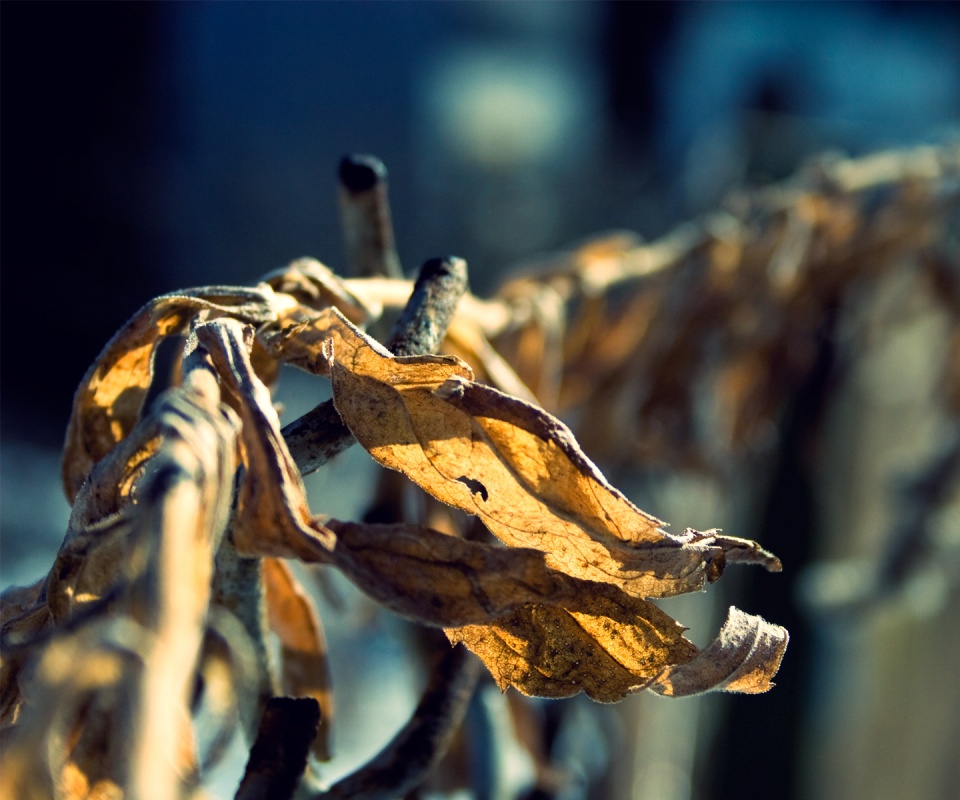 Сухие листья на железном заборе обои