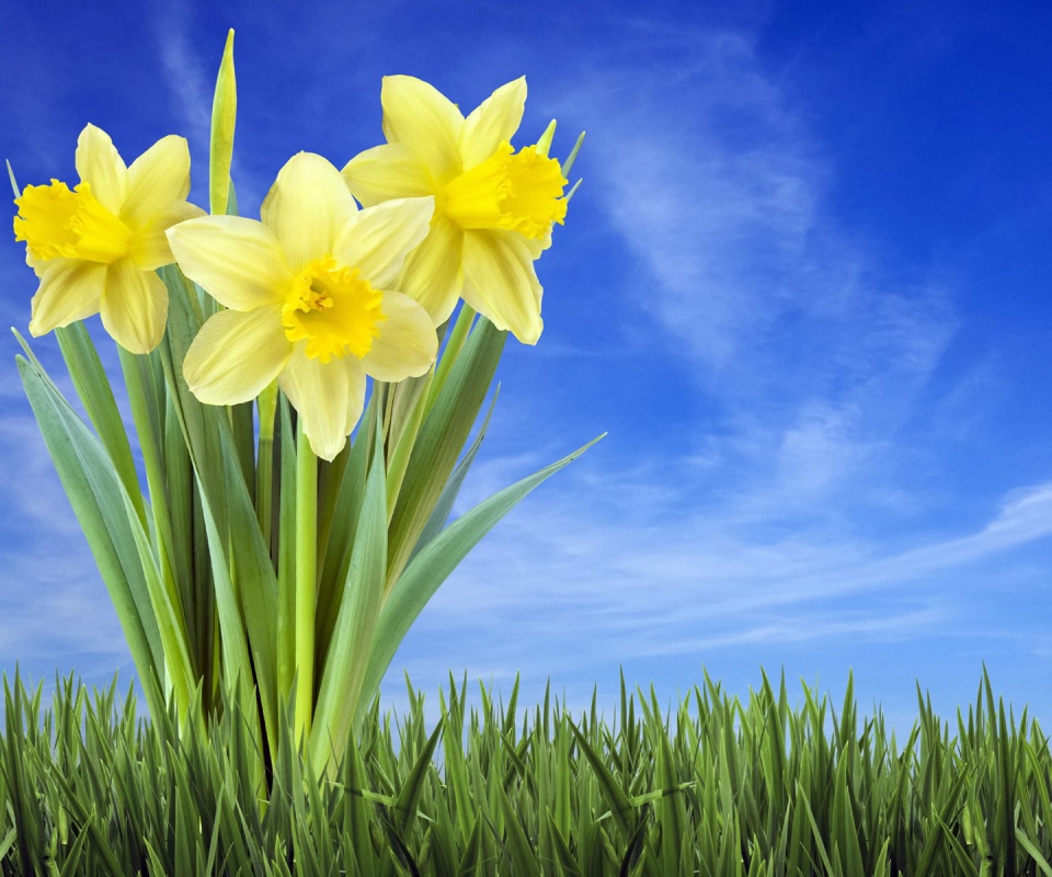 Букет цветов в траве обои