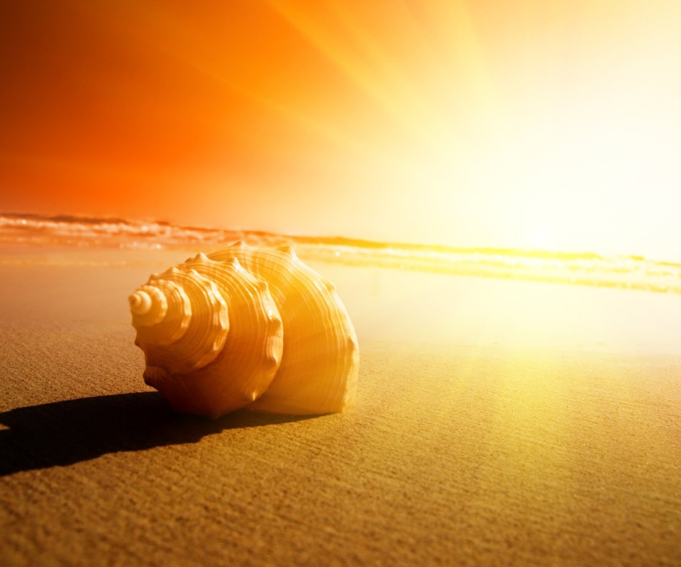Золотистая ракушка обои