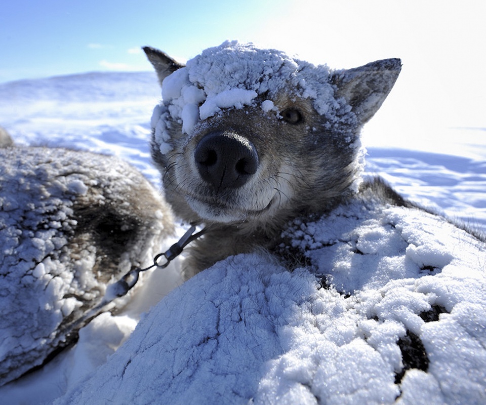 Собачка под снегом обои