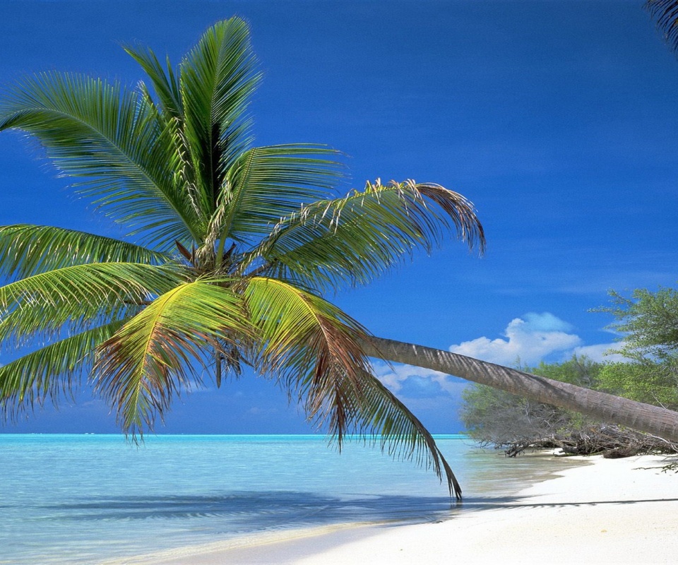 Пальма над водой обои