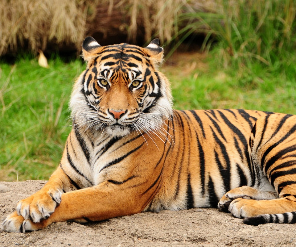 Тигр отдыхает обои