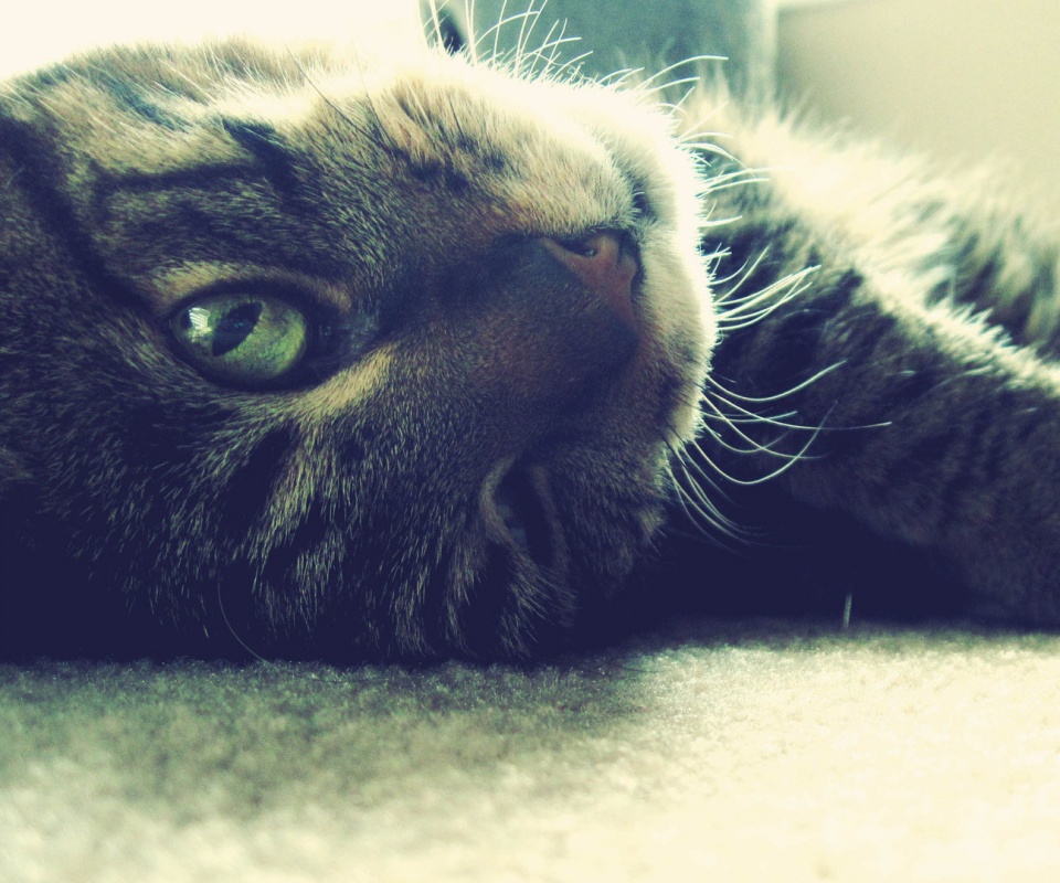 Кот валяется обои