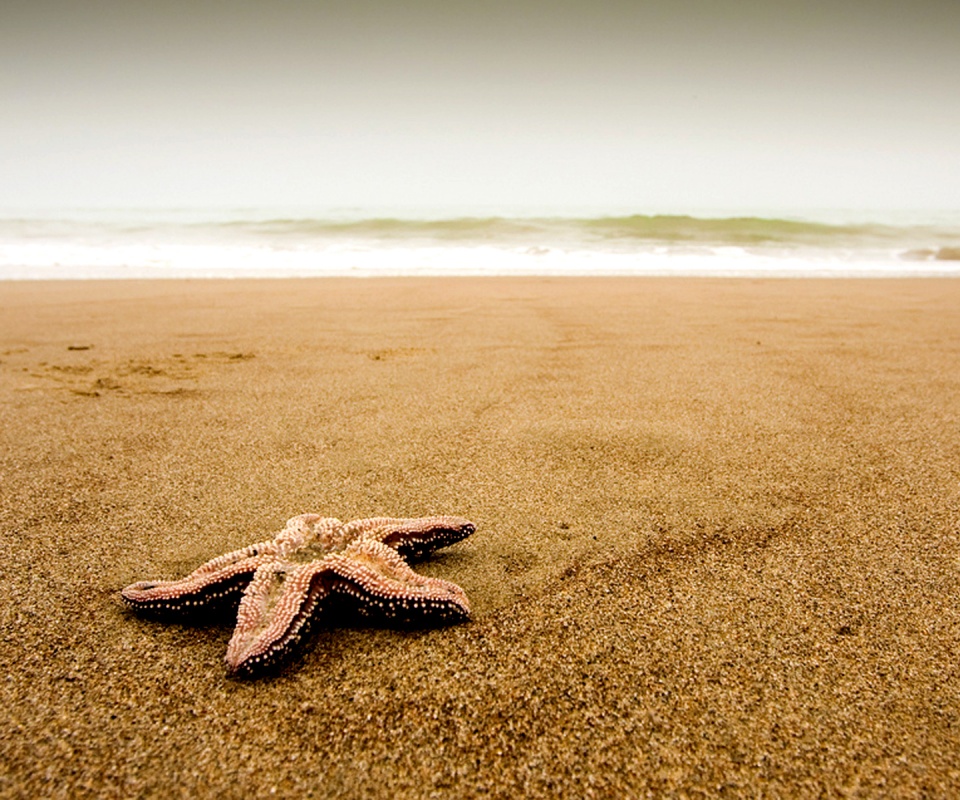 Морская звезда на бесконечном пляже обои
