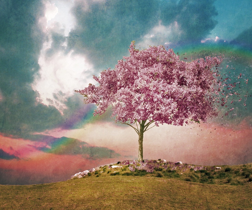 Одинокое цветущее дерево обои
