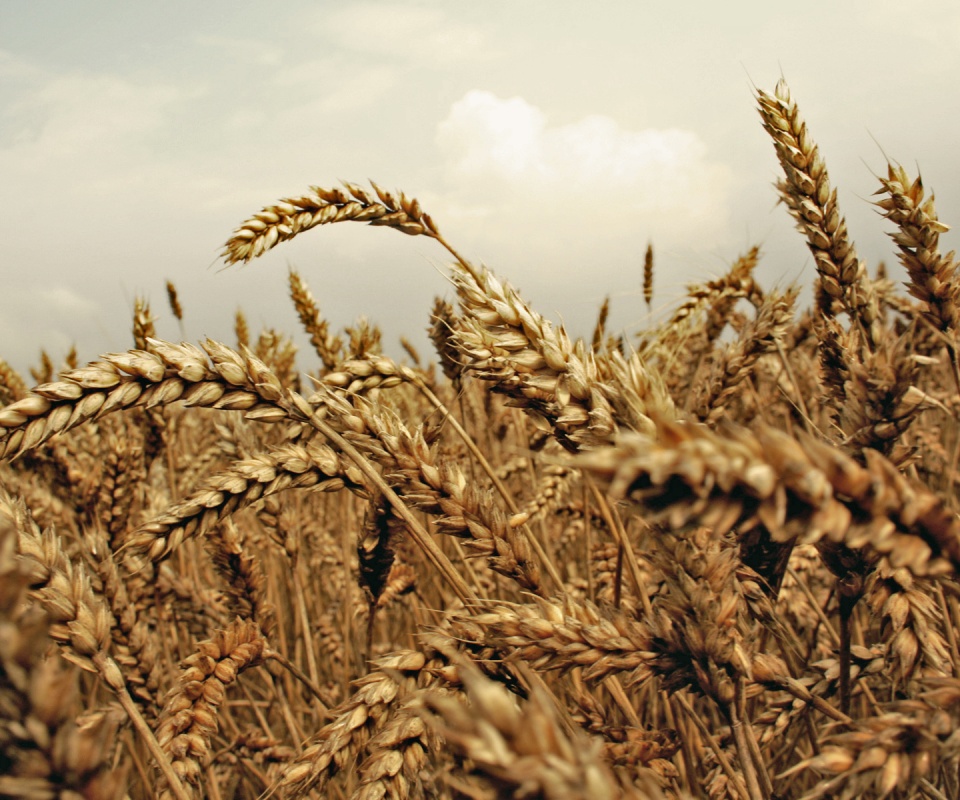 Пшеничные колосья обои