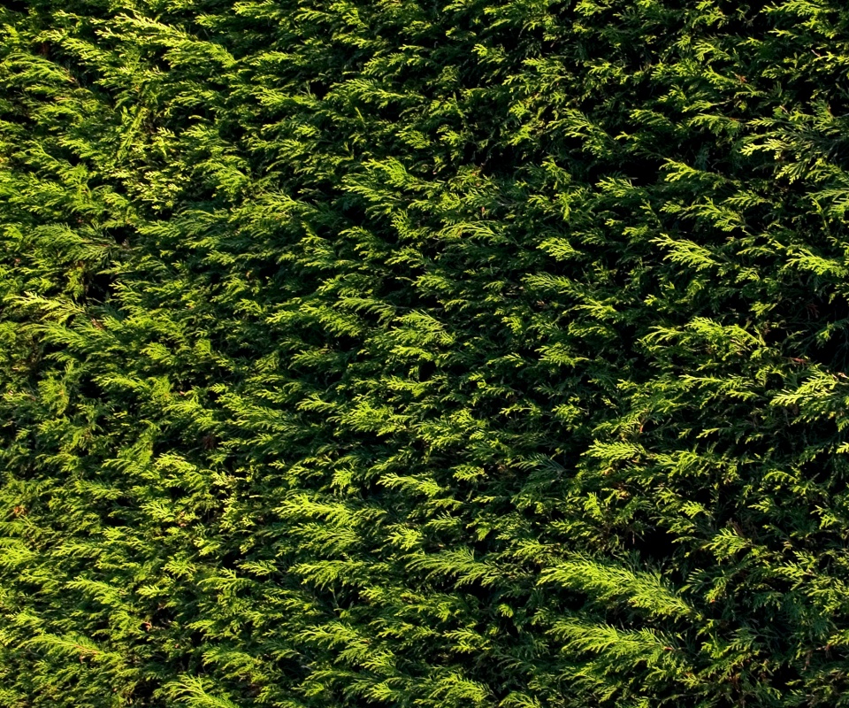 Густые хвойные заросли обои