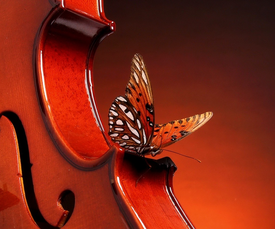 Бабочка на скрипке обои