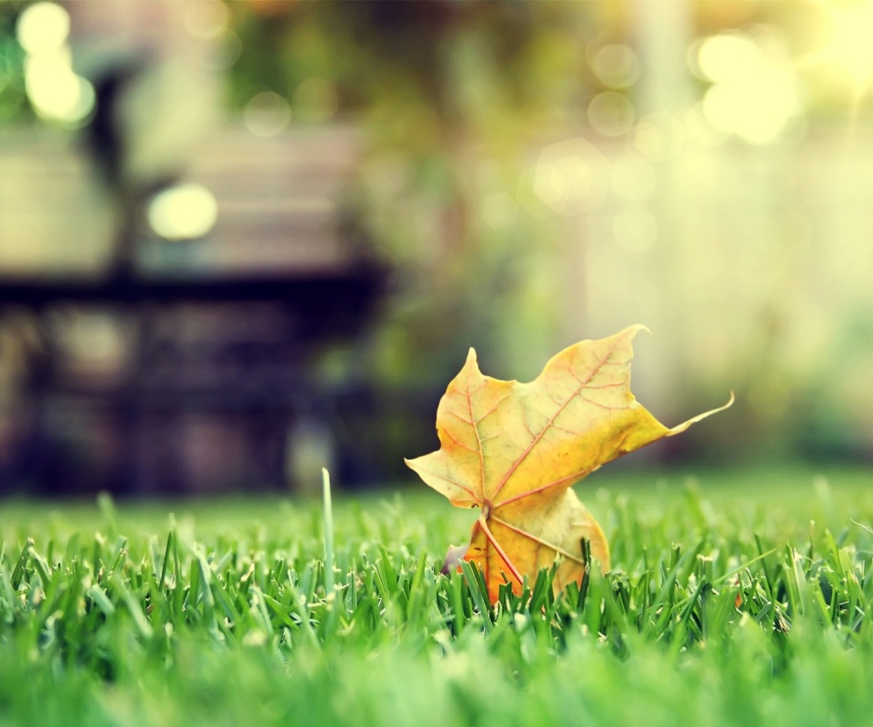 Зеленый лист на траве обои