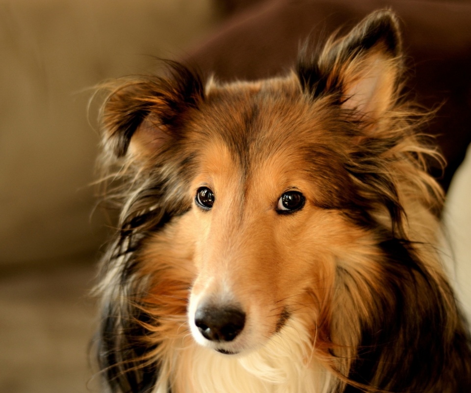 Колли с умными глазами обои