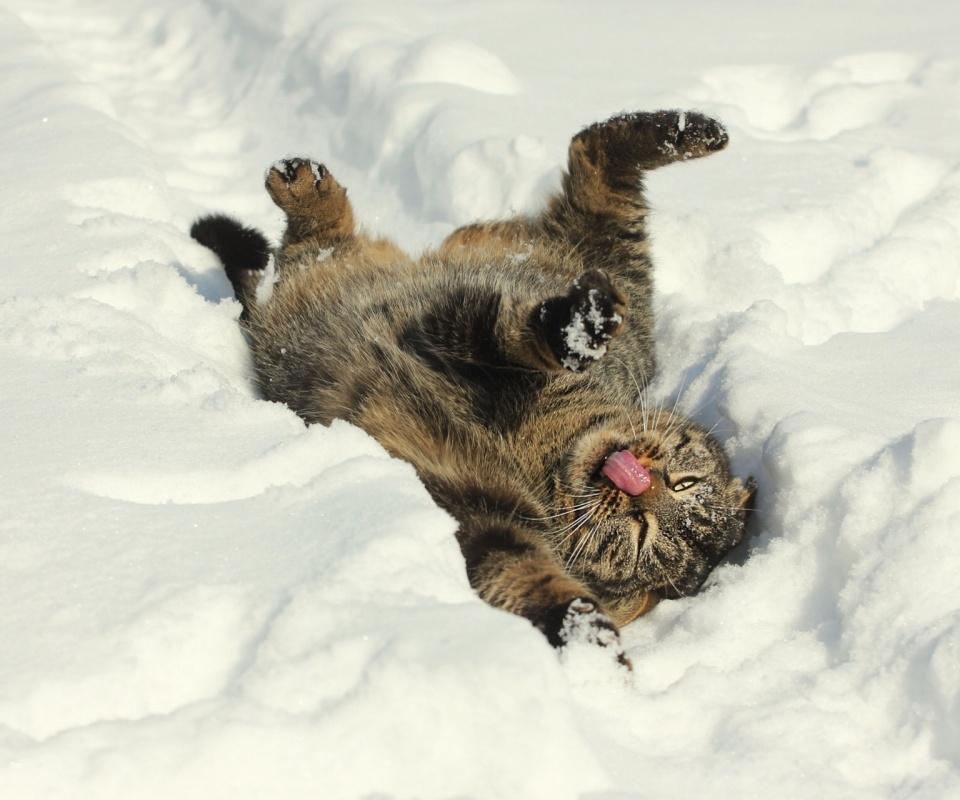 Кот валяется в снегу обои