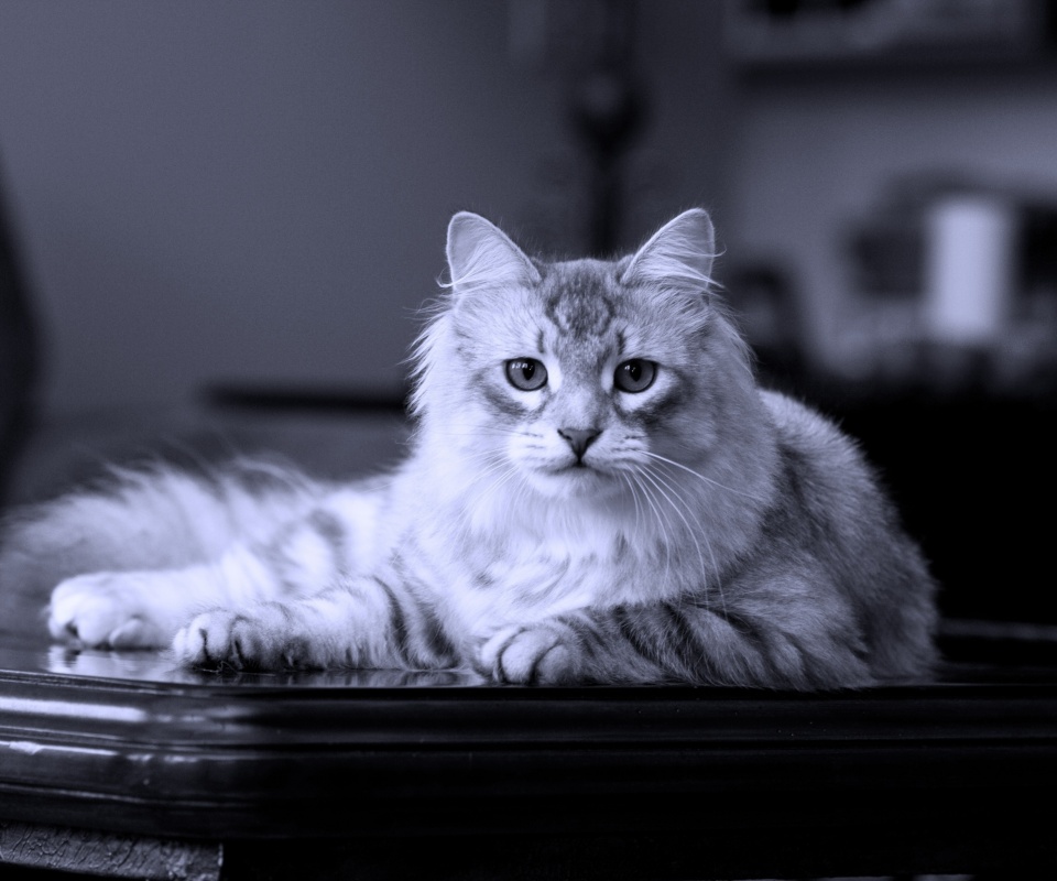 Кот благородных кровей обои