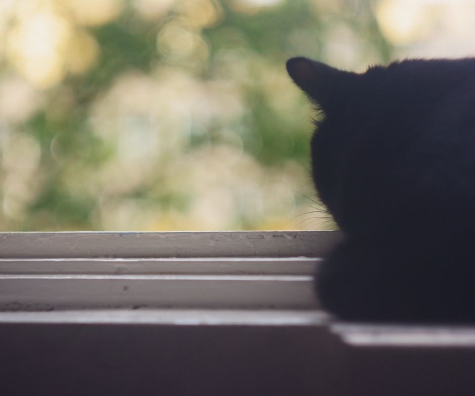 Дремлющий на окне черный кот обои