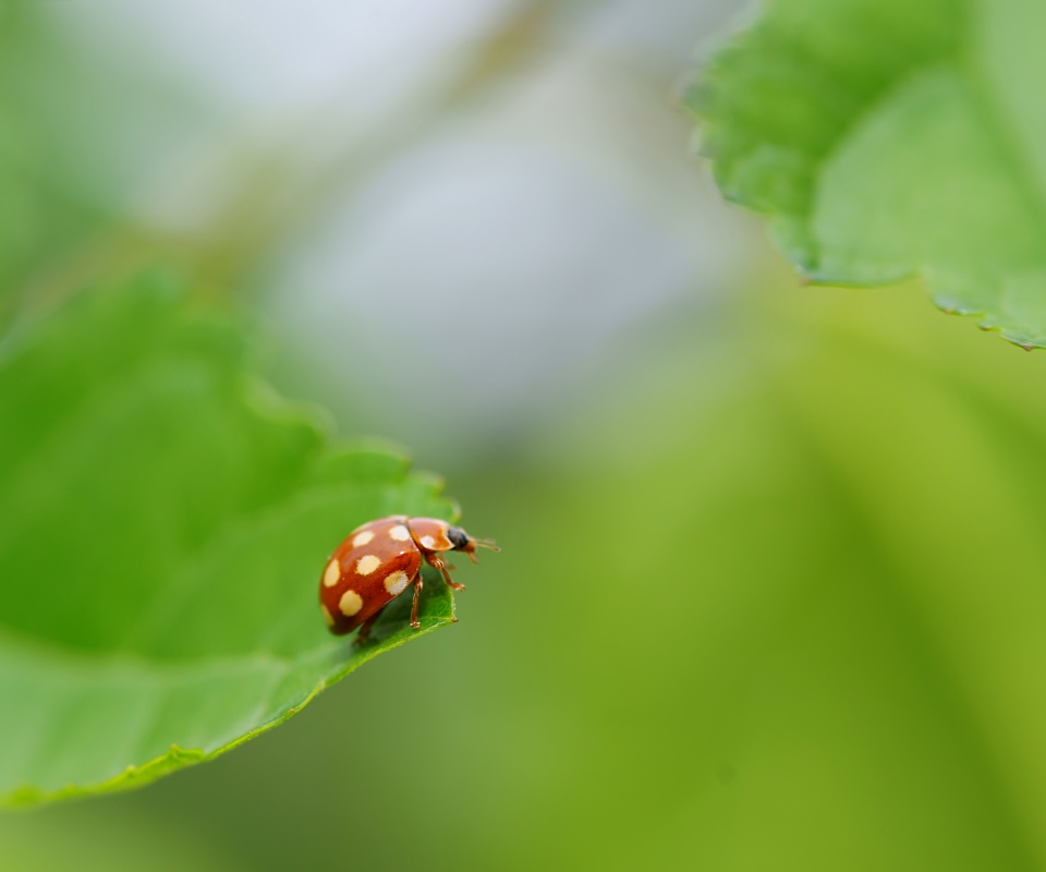 Божья коровка обои
