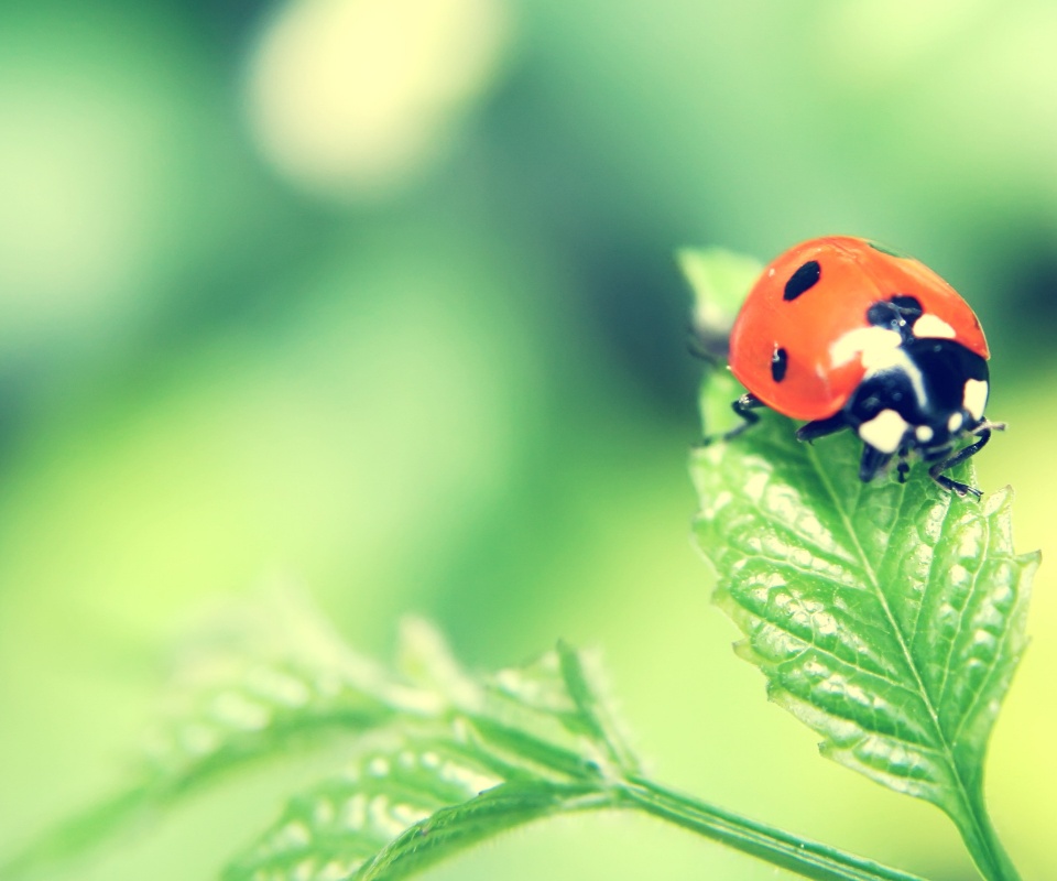 Божья коровка в макро обои