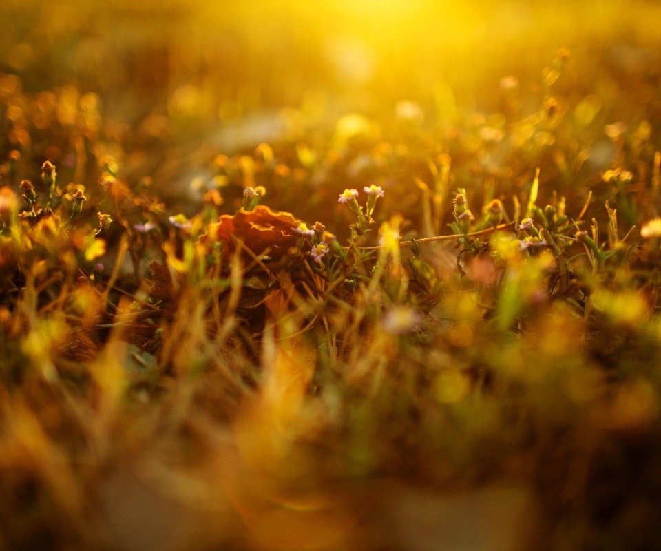 Полевые цветы в закатном солнце обои