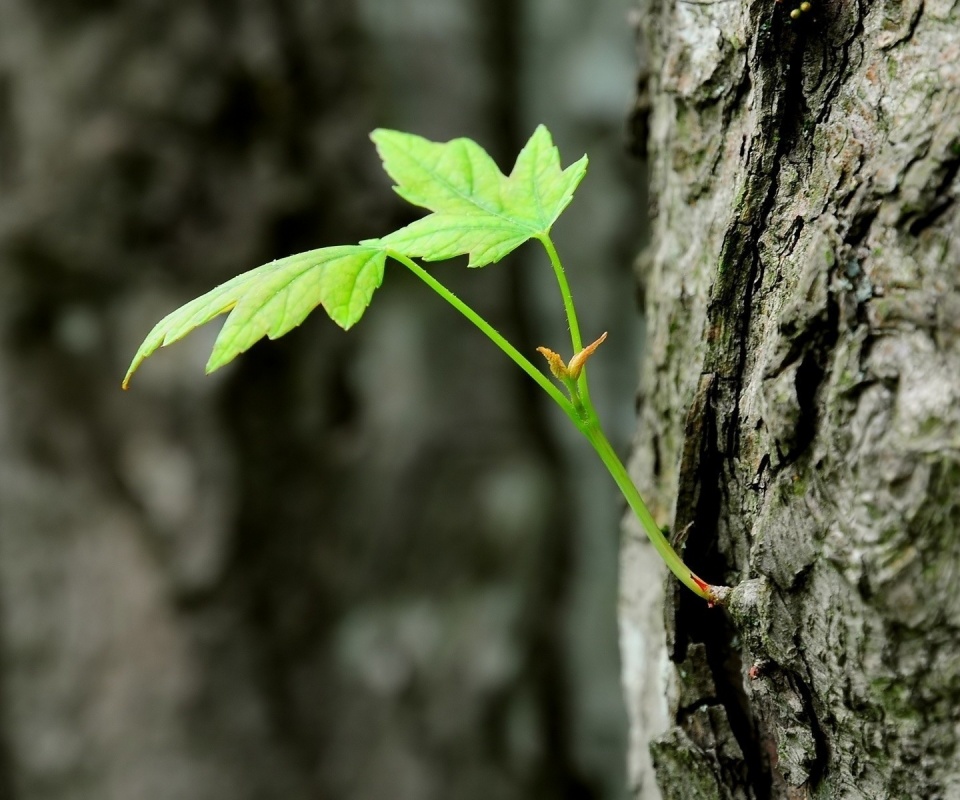 Молодой листик обои