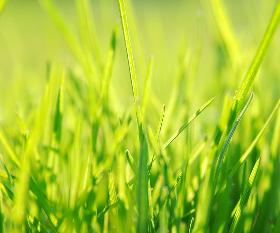 Ярко зеленая трава обои